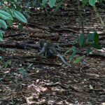 A wild monkey on Pulau Ubin