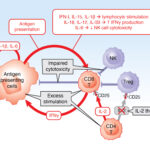 The vicious cycle of macrophage activation syndrome. Antigen-presenting cells (macrophages and dendritic cells) and lymphocytes (primarily CD8+ T cells) form a cytokine-generating vicious cycle driven by multiple activation pathways (red ar-rows). Under normal conditions, this positive feedback loop is stopped by inhibito-ry pathways (blue), including killing of activated antigen-presenting cells and lym-phocytes, regulatory T cells and elimination of triggers, such as viruses (not shown). In MAS, factors leading to uncontrolled activation of this vicious cycle (gray boxes) include genetic and acquired defects in cell-cell killing, excess stimula-tion (Still’s disease activity, infection, malignancy) and IL-2 theft by highly activated CD8+ T cells expressing the high-affinity IL-2 receptor α chain CD25.