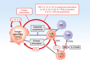 The vicious cycle of macrophage activation syndrome. Antigen-presenting cells (macrophages and dendritic cells) and lymphocytes (primarily CD8+ T cells) form a cytokine-generating vicious cycle driven by multiple activation pathways (red ar-rows). Under normal conditions, this positive feedback loop is stopped by inhibito-ry pathways (blue), including killing of activated antigen-presenting cells and lym-phocytes, regulatory T cells and elimination of triggers, such as viruses (not shown). In MAS, factors leading to uncontrolled activation of this vicious cycle (gray boxes) include genetic and acquired defects in cell-cell killing, excess stimula-tion (Still’s disease activity, infection, malignancy) and IL-2 theft by highly activated CD8+ T cells expressing the high-affinity IL-2 receptor α chain CD25.